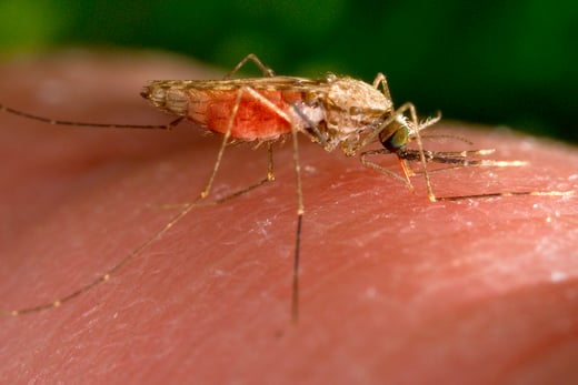 Anopheles Mosquito - CDC